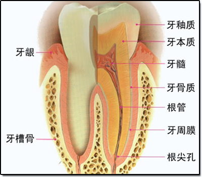  牙结石如何形成、治疗、预防